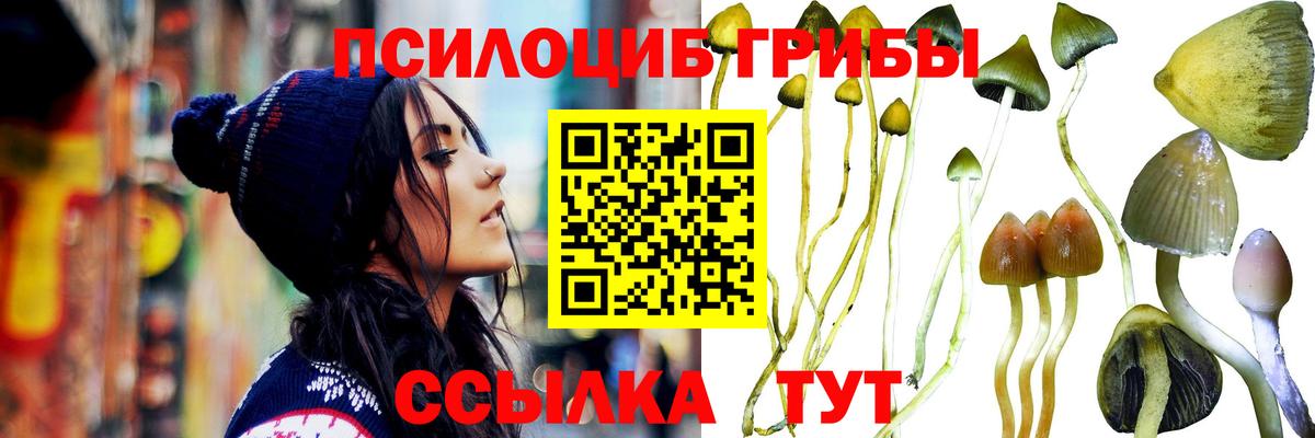 Псилоцибиновые грибы Psilocybe Грязи